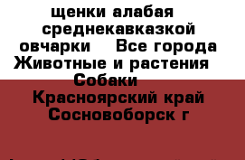 щенки алабая ( среднекавказкой овчарки) - Все города Животные и растения » Собаки   . Красноярский край,Сосновоборск г.
